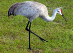 Weer een Sandhill Crane